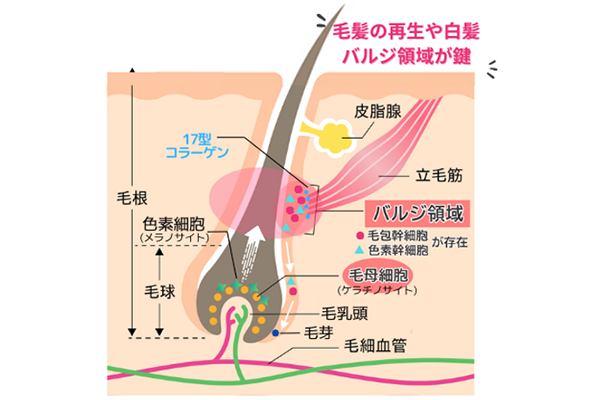 当サロンの発毛プロセス